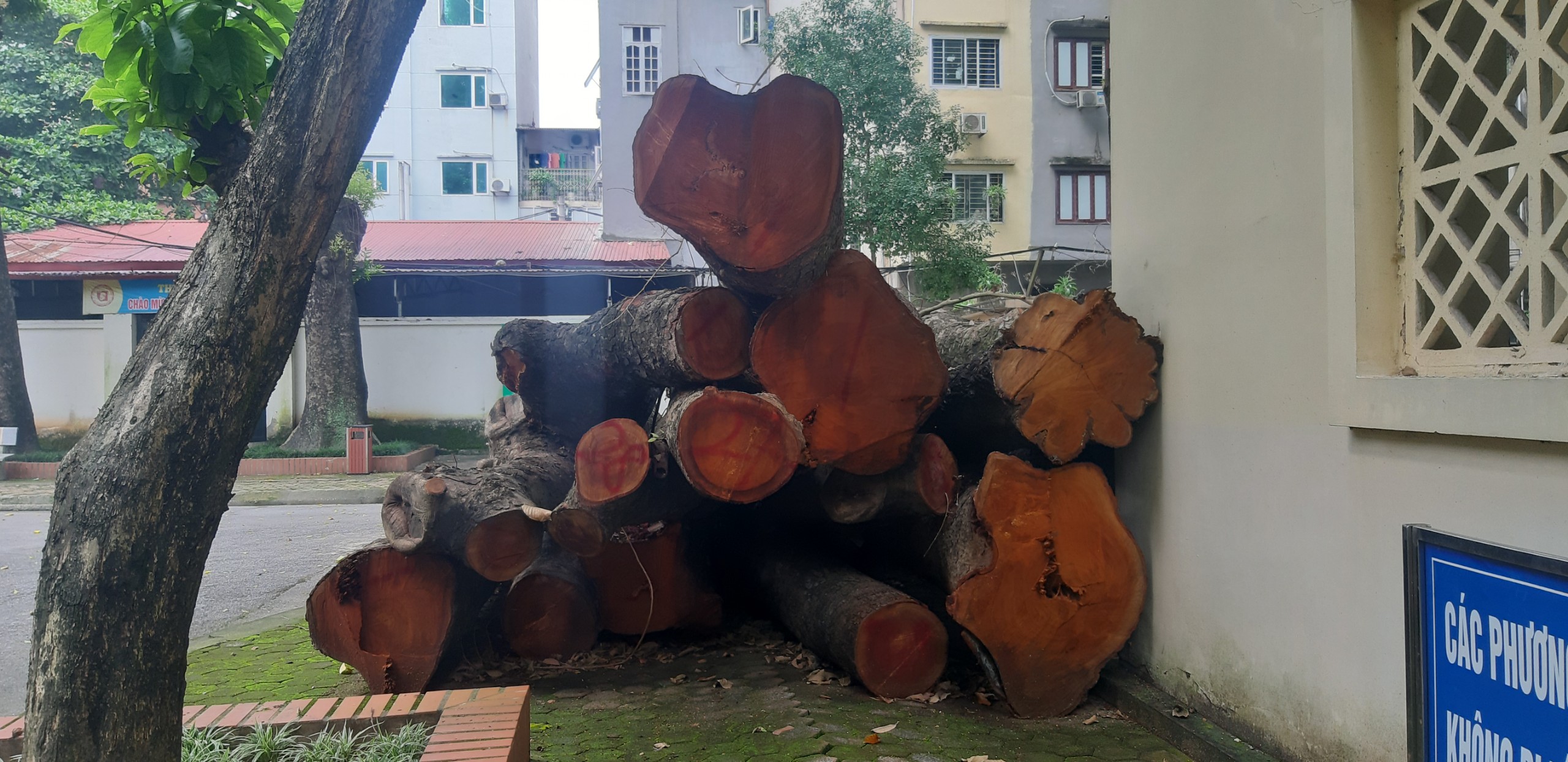 Lượng gỗ thu hồi từ việc phá dỡ cây xanh